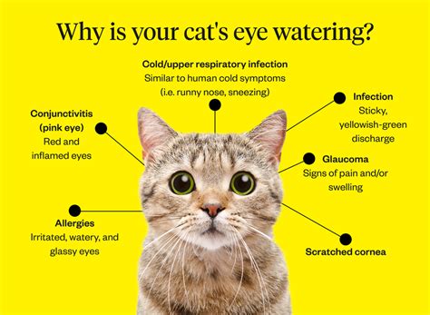 Do cats eyes water when they are sick?