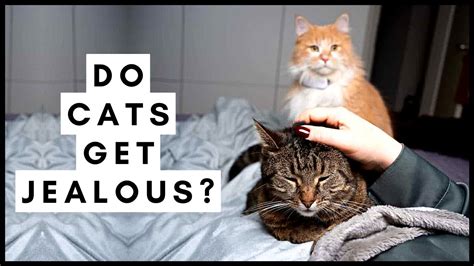 Do cats feel jealousy?