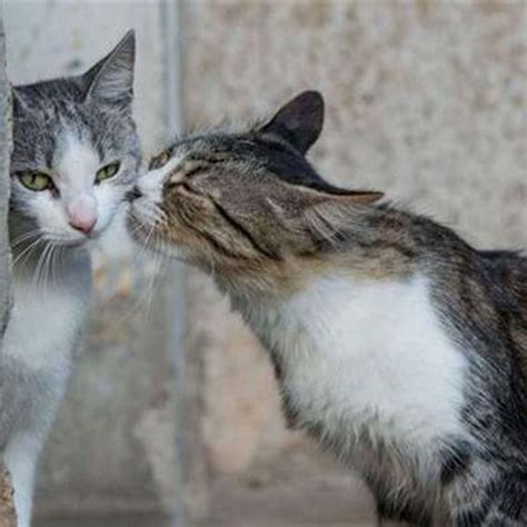 Do cats feel love when you kiss them?