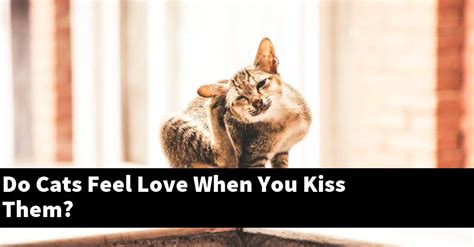 Do cats feel loved?