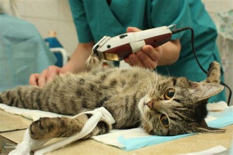 Do cats feel pain during surgery?