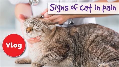 Do cats feel pain with cancer?