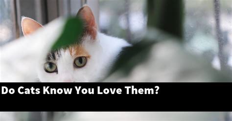 Do cats feel that you love them?