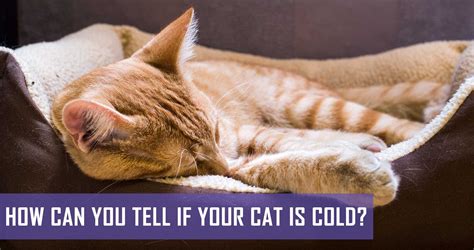 Do cats feel the cold like humans?