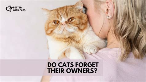 Do cats forget if you hurt them?