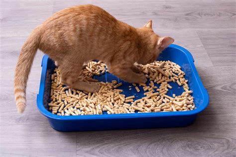Do cats forget where their litter box is?