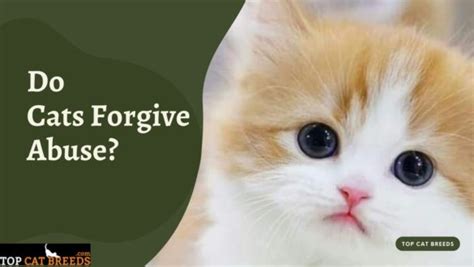 Do cats forgive quickly?