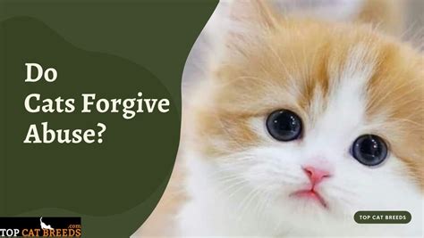 Do cats forgive you?