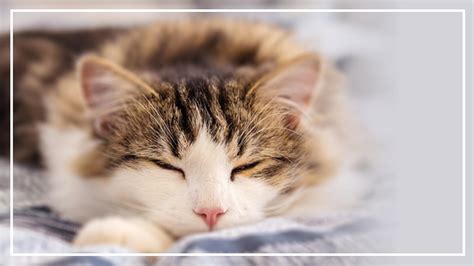 Do cats forgive you for putting them to sleep?