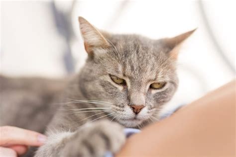 Do cats get annoyed when you pet them while sleeping?