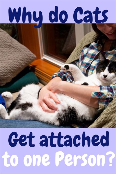 Do cats get attached to one human?