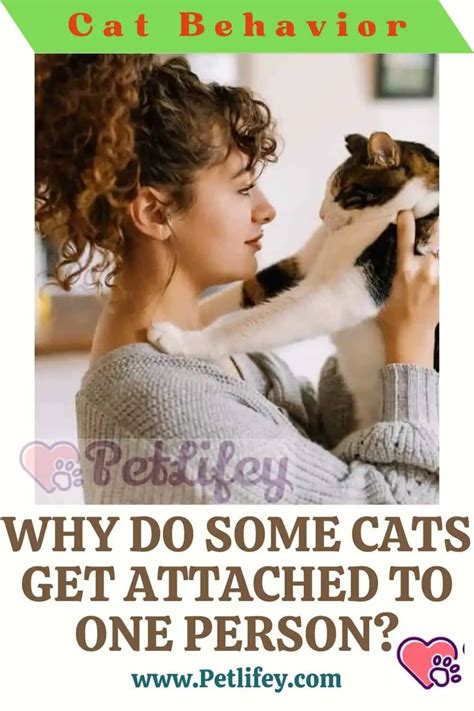 Do cats get attached to one person?