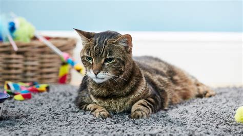 Do cats get bored being alone?