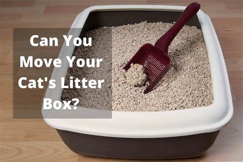 Do cats get confused when you move their litter box?