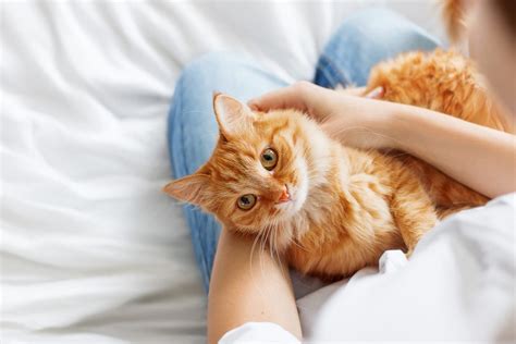 Do cats get cuddly when in pain?