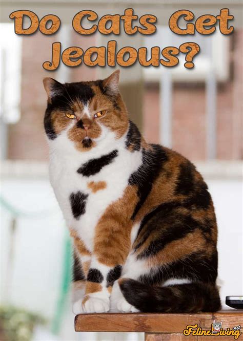 Do cats get jealous?