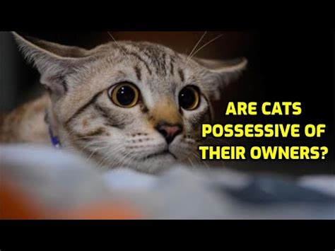 Do cats get jealous of human attention?