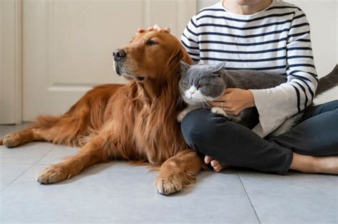 Do cats get jealous when you pet a dog?