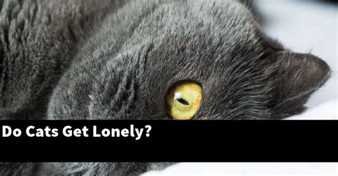 Do cats get lonely at night?