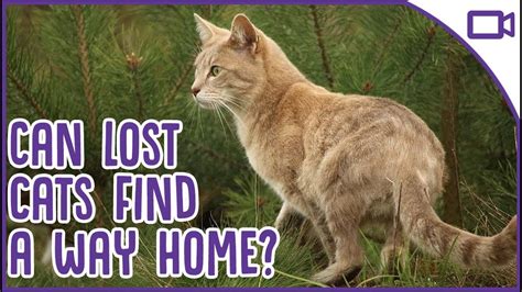 Do cats get lost easily?
