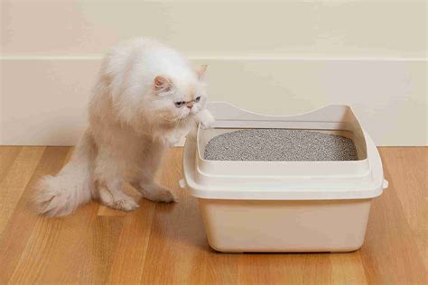 Do cats get mad when their litter box is dirty?