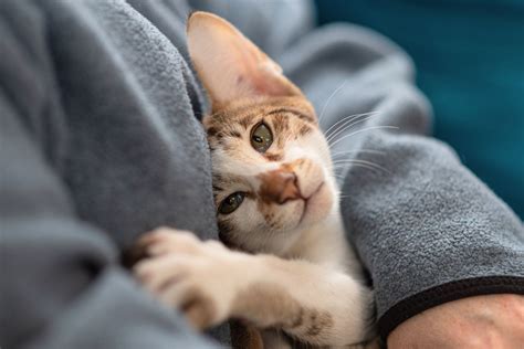 Do cats get more affectionate with age?