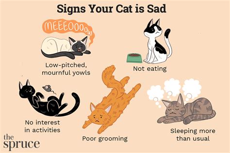 Do cats get sad when you're sick?