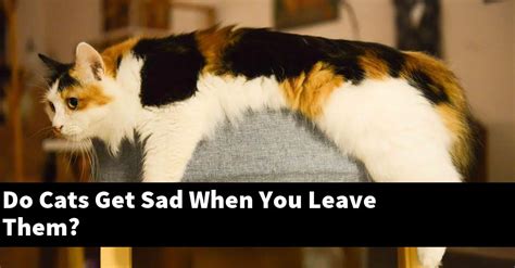 Do cats get sad when you walk away?