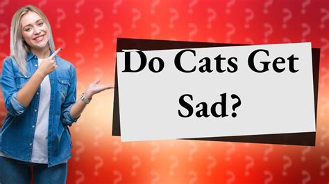 Do cats get sad when you yell at them?