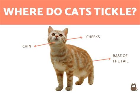 Do cats get ticklish?