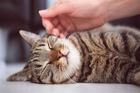 Do cats get tired of petting?
