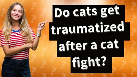 Do cats get traumatized after being lost?