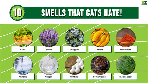 Do cats hate body odor?