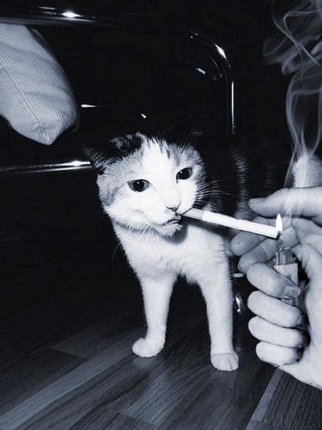 Do cats hate cigarette smoke?