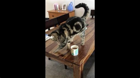 Do cats hate coffee smell?