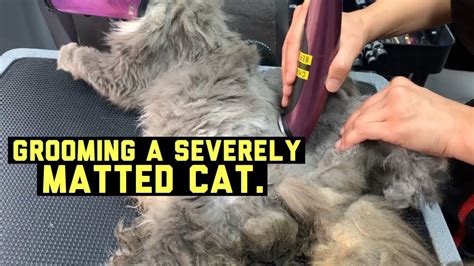 Do cats hate getting groomed?
