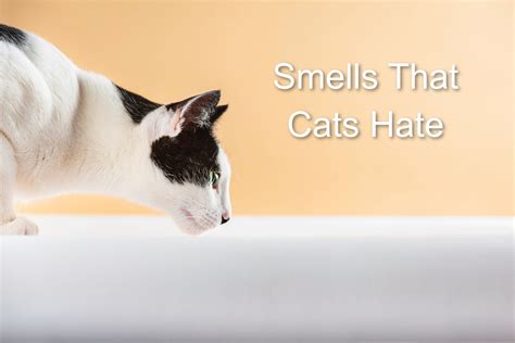 Do cats hate human smell?