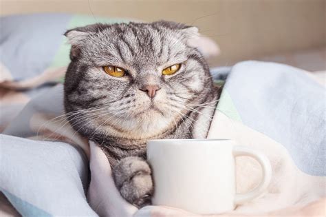 Do cats hate the smell of coffee?