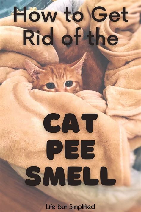 Do cats hate the smell of pee?