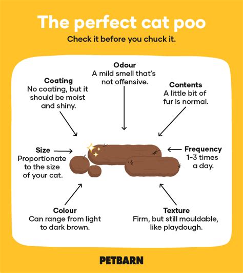 Do cats hate their poop smell?