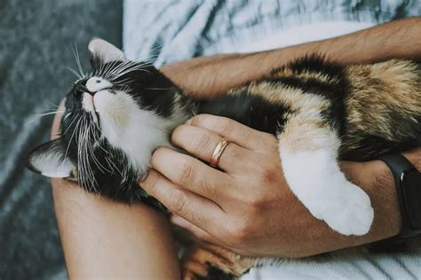 Do cats have favorite humans?