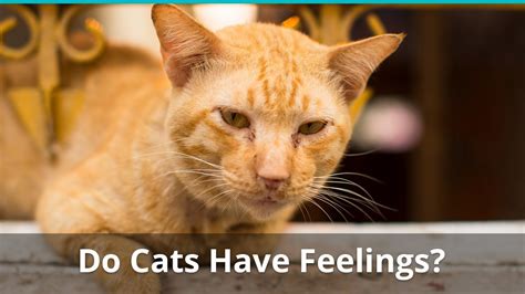 Do cats have feelings?
