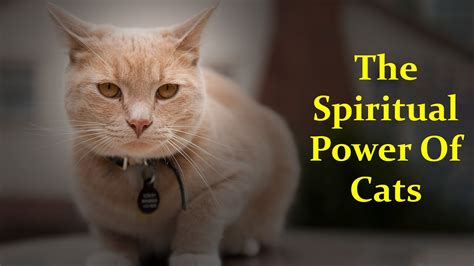 Do cats have spiritual power?