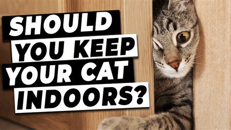 Do cats have to be locked up at night?