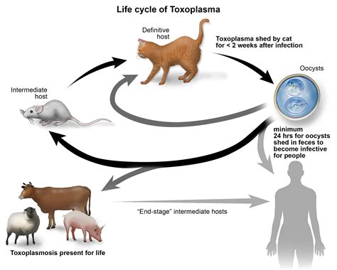 Do cats have toxoplasmosis for life?