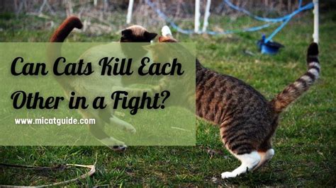 Do cats hurt each other when they fight?