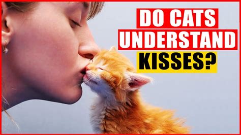 Do cats know I'm kissing them?