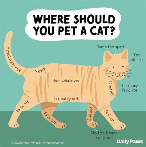 Do cats know if a person is good?