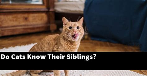 Do cats know if they are siblings?