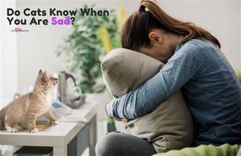 Do cats know if you're sad?